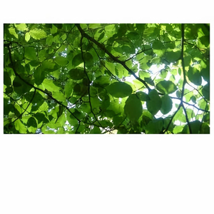 老头和妓女做爱视频
